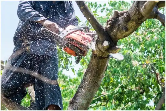 tree services Port Angeles East